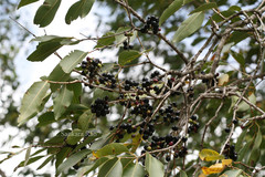 Syzygium chavaran
